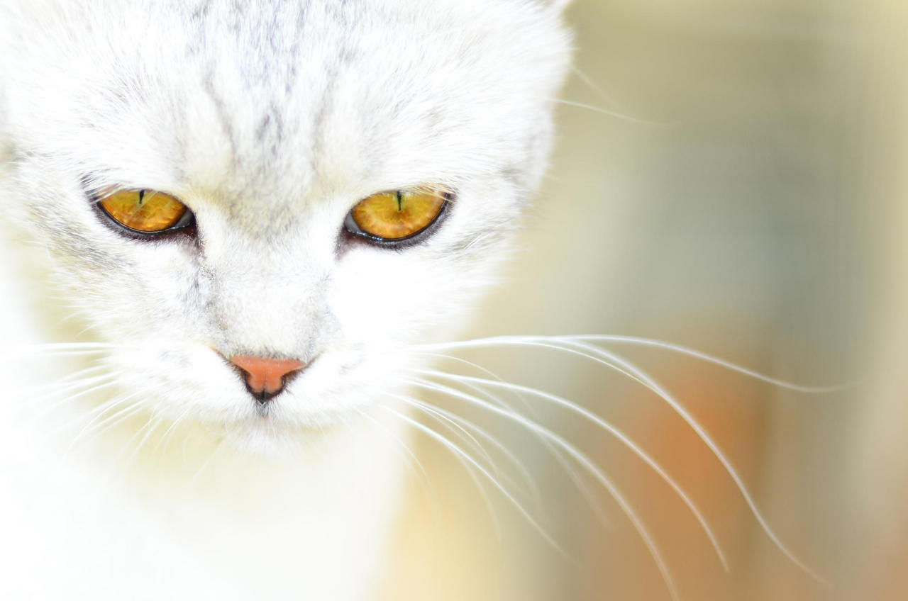 mostlycatsmostly:  (via Nabeel Mustafa)
