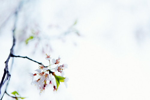Last Cherry Blossoms by chibitomu on Flickr.