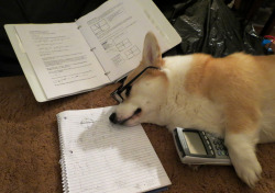 scampthecorgi:Even though Pi Day is about