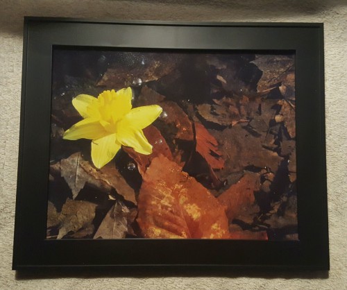 whenthecameraflashes: Print for sale:  11×14 framed floral print  Price: $50  For more informa