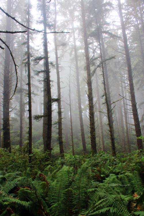 bright-witch: Pacific Northwest photography © Michelle NicoleMy Blog // My FlickrPlease do not 