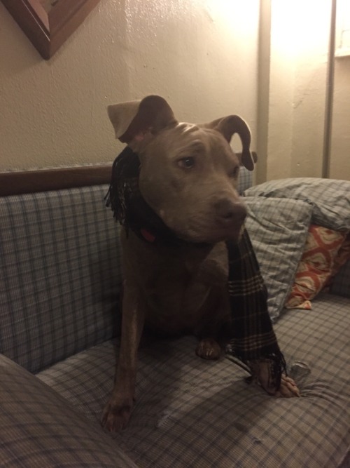 actualdogvines: Same dog as last submission, pictured in clothes (bahati, pit bull, cute) (submitted