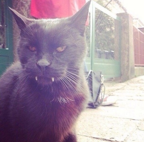 neverlookidly:fantasynolife:have I ever mentioned, that there is a vampire-cat in my neighborhood?ba