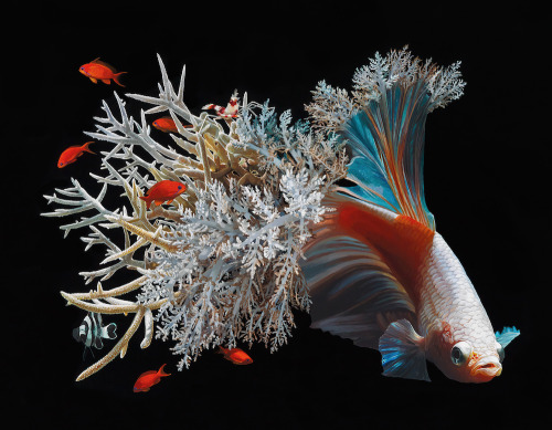 bettatastic:culturenlifestyle:Hyper Realistic Paintings of Exotic Fishes by Lisa Ericson Designe