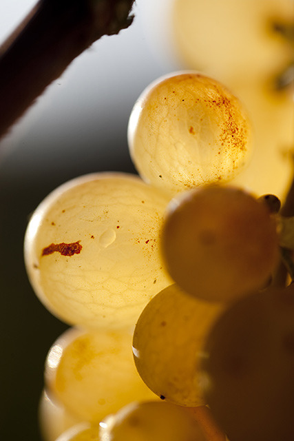 raaf-us: Uvas - Still Life