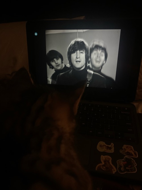 I Forced My Cat To Watch A Beatles Music Videos Anf He Enjoyed It.