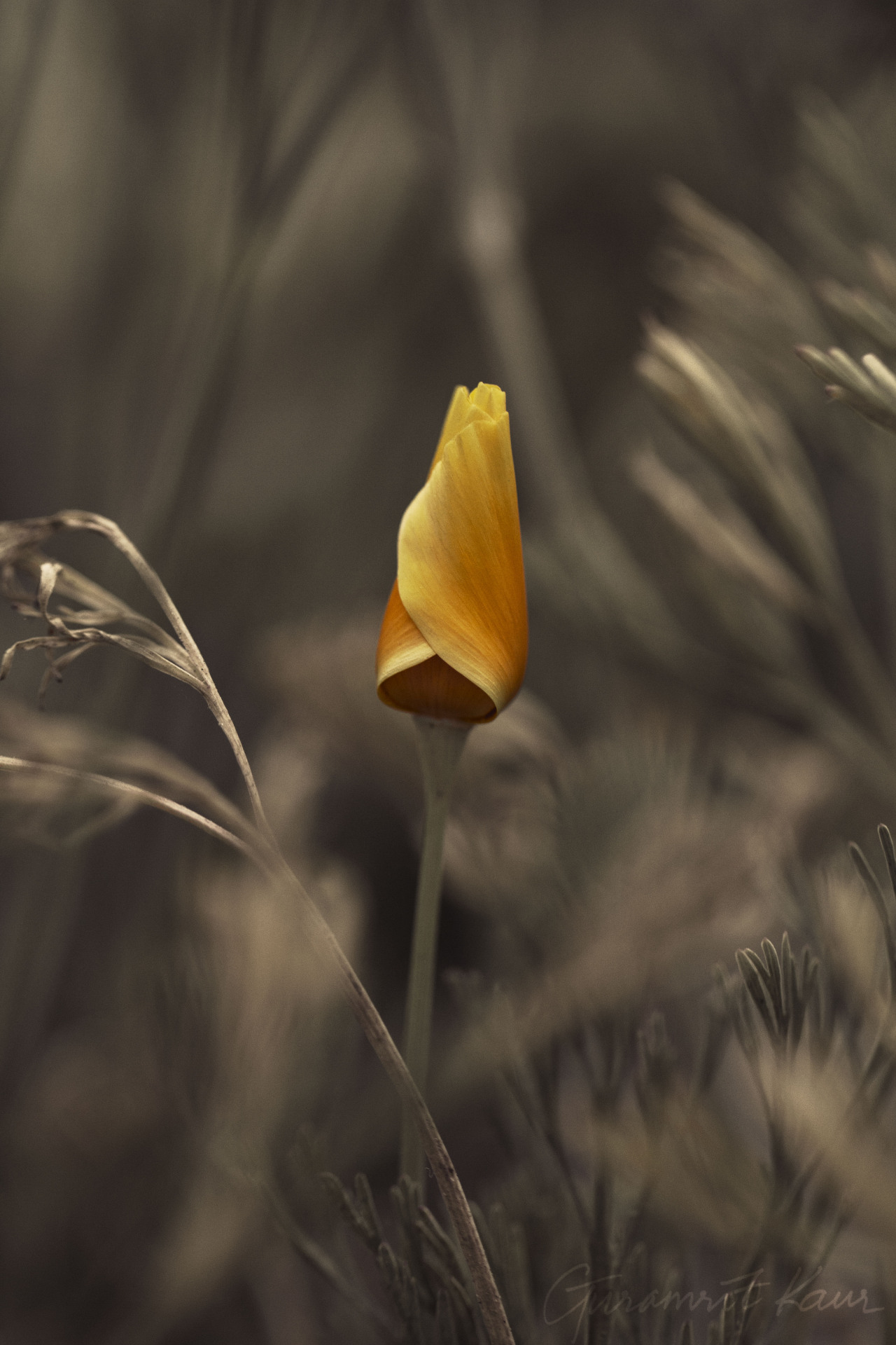 guramritkaurphotography:  365 Day Photo Challenge Day 89 