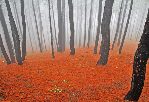 Misty Pines&hellip;. by Himalayan Trails on Flickr.