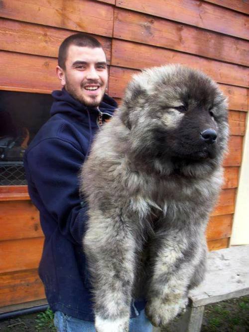 notmyvirginears:big fluffy caucasian shepherd puppy