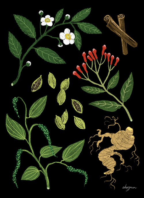 amandaherzman:chai ingredients - camellia sinensis (tea plant), cinnamon, cardamom seeds, peppe