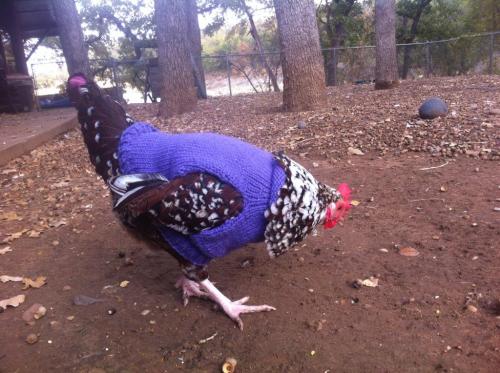 hqcreations: keeperofthehens: duckindolans: chimsartlife: crownofbirds:  knit chicken fashions by Br