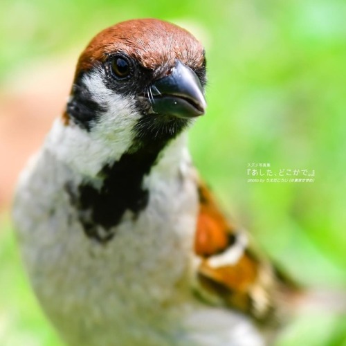 tokyo-sparrows:‪おやすみちゅん あしたもがんばろちゅーん✨‬ . #スズメ #写真 #自然 #動物 #鳥 #ちゅん活 #がんばろ #photo #photograph #photogr