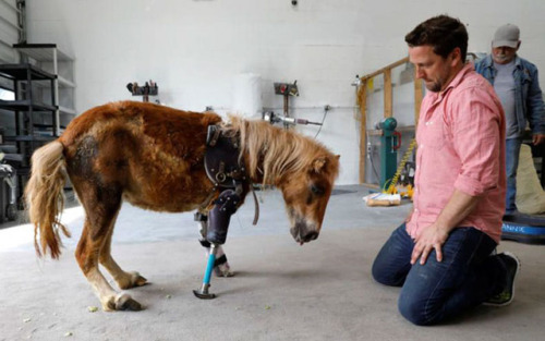 sixpenceee:Meet Angel Marie, the three-legged pony who lost her leg after her mother accidentally st