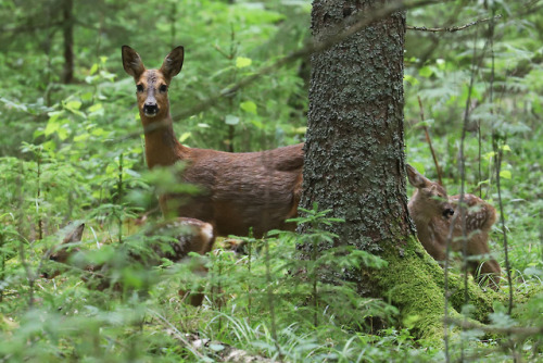 michaelnordeman:Roe deer family update: The doe and her two fawns are doing great. We had the pleasu