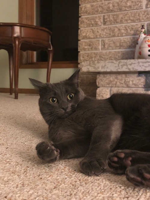 a-good-cat-named-charlotte:Here she is playing with a stress ball, she looks so heartbroken when she