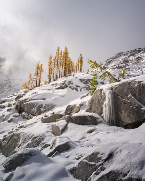 Larch Season . Complete first set of my Enchantments work from October 2019. A variety of my favorit