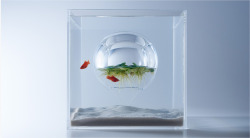 designcube:  Fishtank with aquatic ferns growing inside, designed by Haruka Misawa 