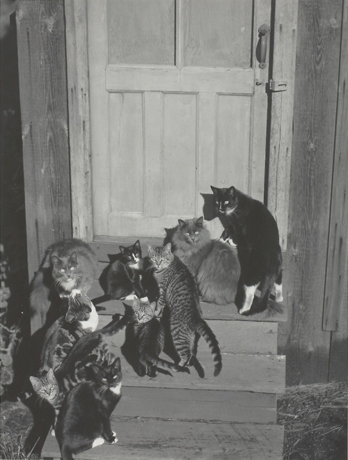 almavio:Edward Weston (1886 – 1958), Family Group on Wildcat Hill, 1944