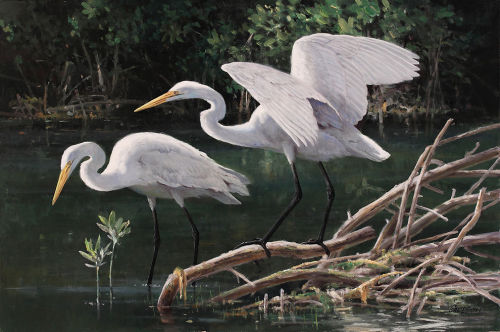 antiqueanimals:Ken Carlson, Great Egrets in Mangroves