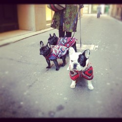 agnesevio:  Monte Napoleone’s French bulldog