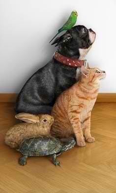 eyesofblue1966:  My kind of household :-)  Pillaged Bird, Dog, CAT, Bunny, and Turtle