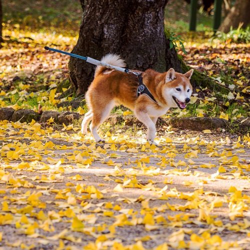 もっといぬ出せやという身内からのオーダーによりにへら笑いもいもい登場。 walkies on #ginkgo leaves . . #高岡古城公園 #銀杏 #富山 #autumnleaves #aut