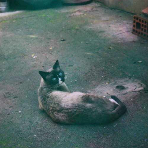 El Gato . . Ven, bello gato, a mi amoroso pecho; retén las uñas de tu pata, Y deja que