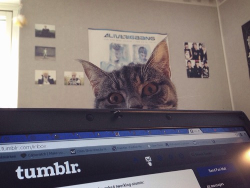 twerking-xiumin:i felt like someone was watching me so i glanced at the top of the laptop screen and