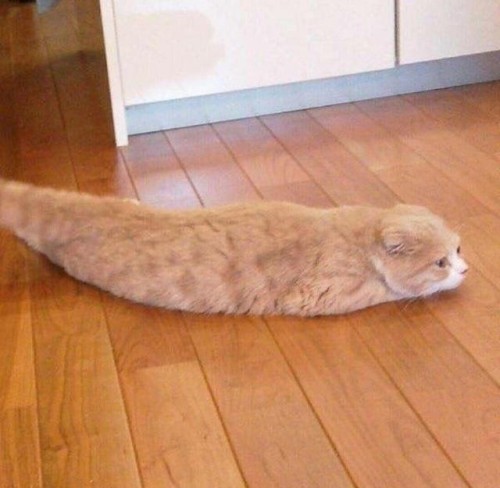 catasters: