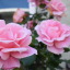 thewanderingrose