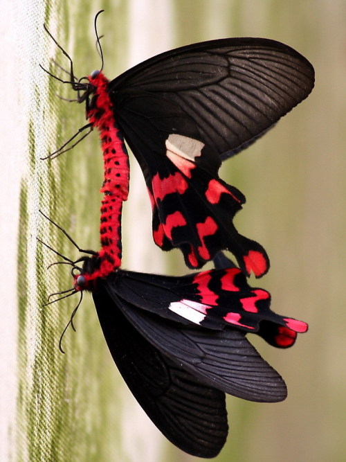 onenicebugperday:Common windmill butterfly, Byasa polyeuctes, Papilionidae (Swallowtails)Found throu