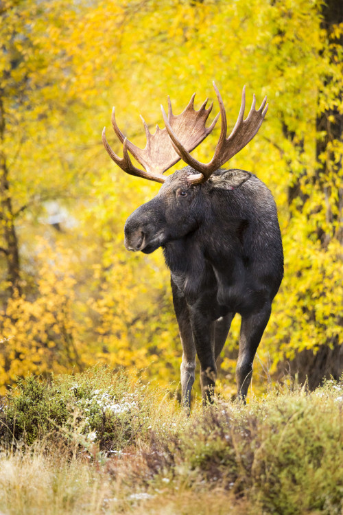 Wet Bull Moose Photo by Mike Cavaroc