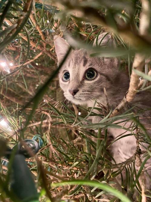 “My kittens first Christmas. She decided to climb to the top of the tree.”(Source)