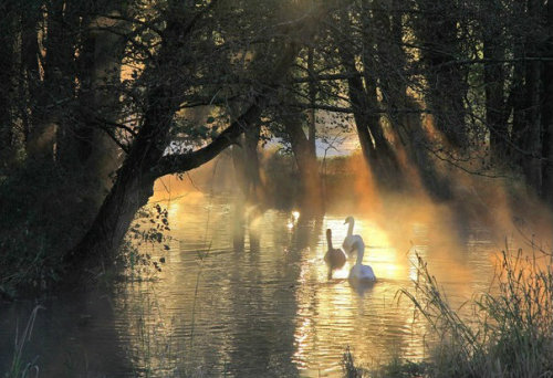 pagewoman:Swans, River Avon, Malmesbury, Wiltshire, Englandvia swns