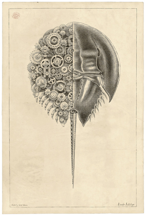 MECHANICAL / BIOLOGICAL [Crustacean Study] by Steevan Salvat