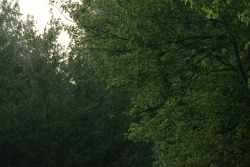 sleepyferns:  spring mornings are the best mornings 