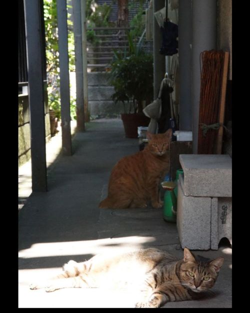 夏日。 #fixx201309 #シッポ追い #tailchaser #猫 #ねこ #ネコ #cat #cats #猫写真 #東京猫 #外猫 #地域猫 #ねこ部 #まちねこ #ネコスタグラム #猫好き