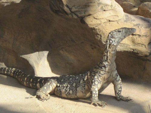 reptilesrevolution:  Perentie Monitor Lizards