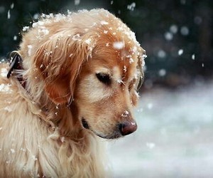 hipsterboho:cute dog porn pictures