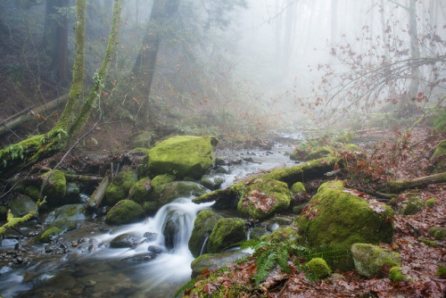 Fog At Robson Creek, Surrey BC by Scarlet Black