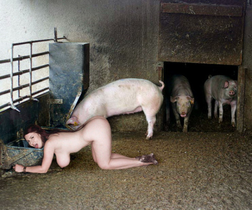 brownfucktoy: training-your-property: maddasher17: Where a pig belongs  This is why sows need to be 