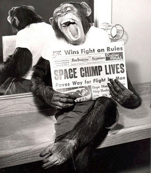 jtotheizzoe:Meet Ham, the first primate in space! He took off on a suborbital space flight on Januar