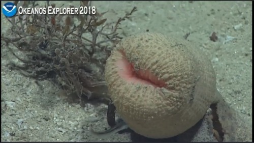 I&rsquo;m watching the NOAA stream and I&rsquo;m fucking dying looking at this anemone. It looks lik