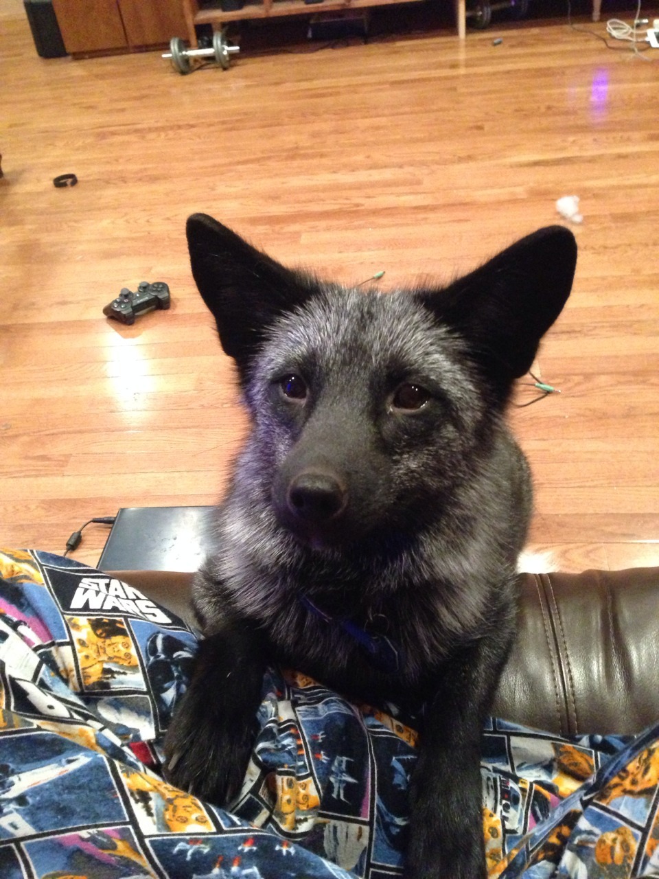 maythefoxbewithyou:  From thinking “maybe she’ll share the Popsicle!” To “she’s