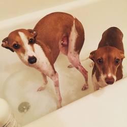 impish-iggies:  It’s Iggy Spa Night at