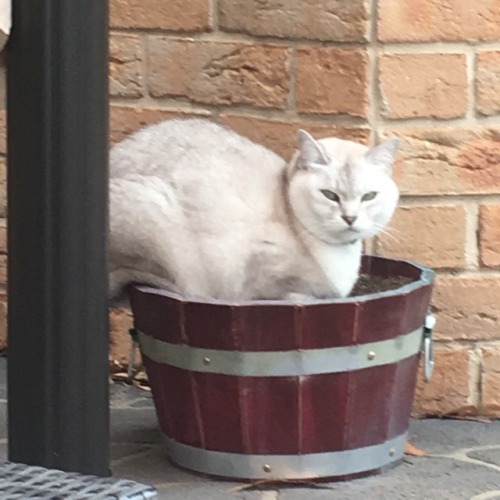 chubbycattumbling:she sits. (her name is Misty and she is 4)