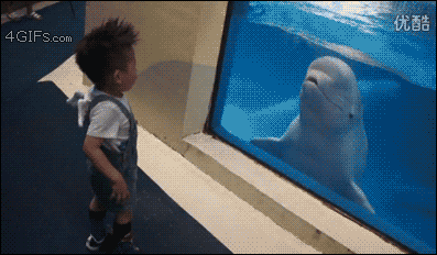 4gifs:  When you talk trash to a beluga. [video]