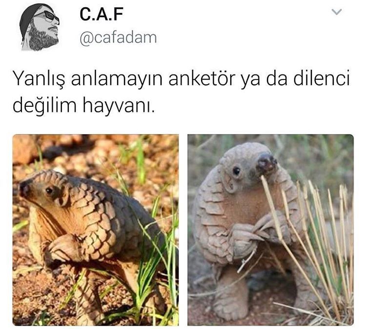 Yanlış anlamayın anketör...