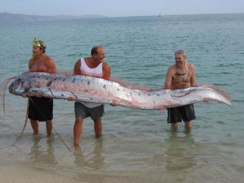 did-you-kno:sixpenceee:At up to 36ft in length, the oarfish is the largest bony fish known to scienc