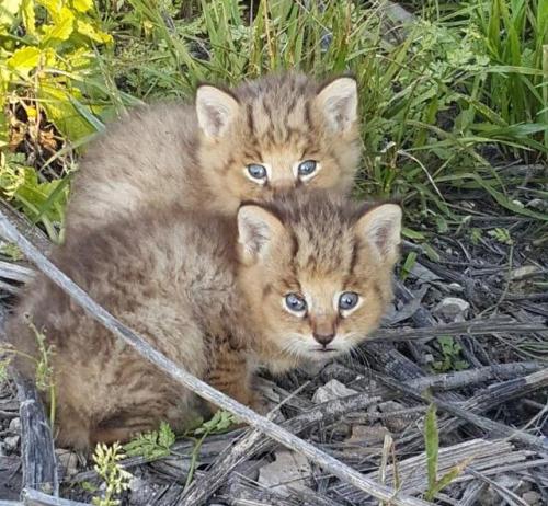 cute-baby-animals: These are simply called Jungle Cats.  They seem to have huge ears, the longe